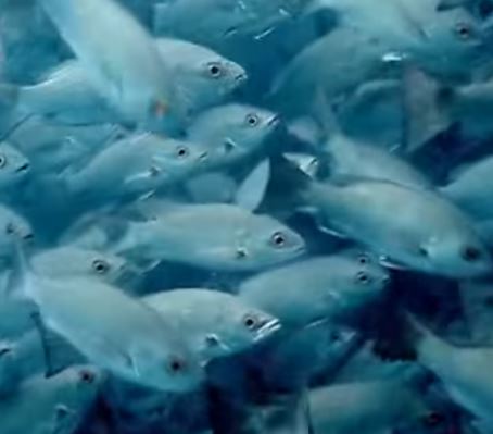 A school of fish in the sea