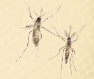Zika virus