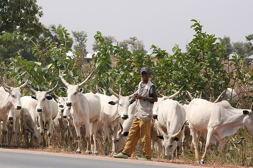 Herdsman with his head of cattle