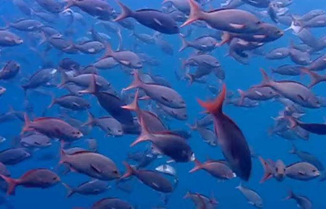 A shoal of fish in the sea