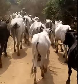 Herdsman with his flock