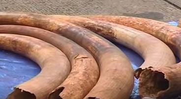 Ivory tusk