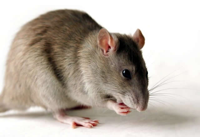Rat [Rodent]
