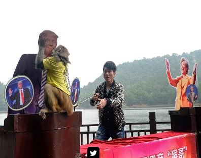A 5yo Chinese monkey called Geda has predicted that Donald Trump will win the U.S. presidential election in November 2016 (Image credit AFP)