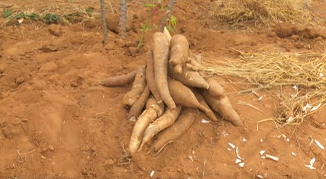 Agriculture: cassava